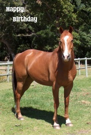 Happy Birthday Photographic Greeting Card Brown Horse 02