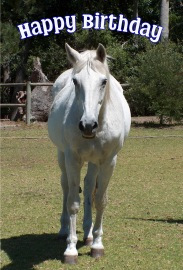 Happy Birthday Photographic Greeting Card White Horse 01