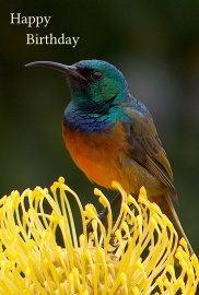 Happy Birthday Photographic Greeting Card Orange-breasted Sunbird 01