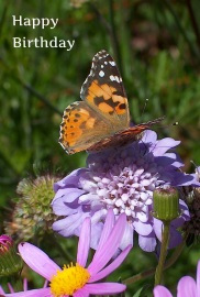 Happy Birthday Photographic Greeting Card Painted Lady Butterfly