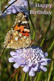 Happy Birthday Greeting Photographic Card Painted Lady Butterfly