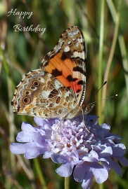 Happy Birthday Photographic Greeting Card Painted Lady Butterfly