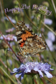 Happy 21st Birthday Photographic Greeting Card Painted Lady Butterfly