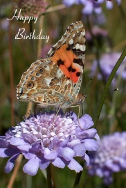 Happy Birthday Photographic Greeting Card Painted Lady Butterfly