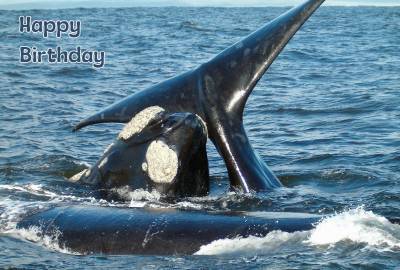 Happy Birthday Photographic Greeting Card 3 Whales 01