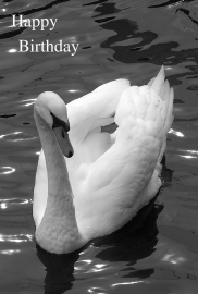 Happy Birthday Photographic Greeting Card Swan 01