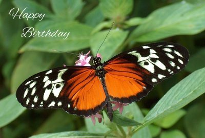 Happy Birthday Photographic Greeting Card Tiger Heliconian Butterfly 02