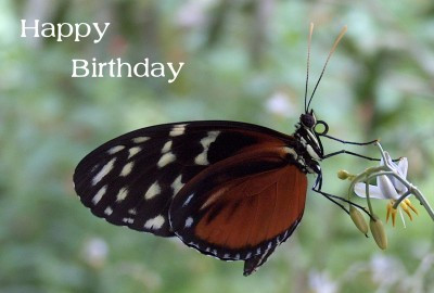 Happy Birthday Photographic Greeting Card Tiger Heliconian Butterfly 01