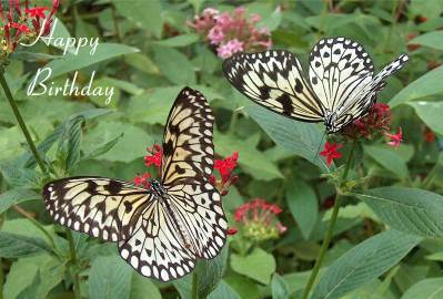 Happy Birthday Photographic Greeting Card Large Tree Nymph Butterfly 01