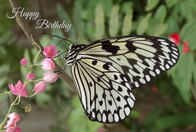 Happy Birthday PhotographicGreeting Card Large Tree Nymph Butterfly 02