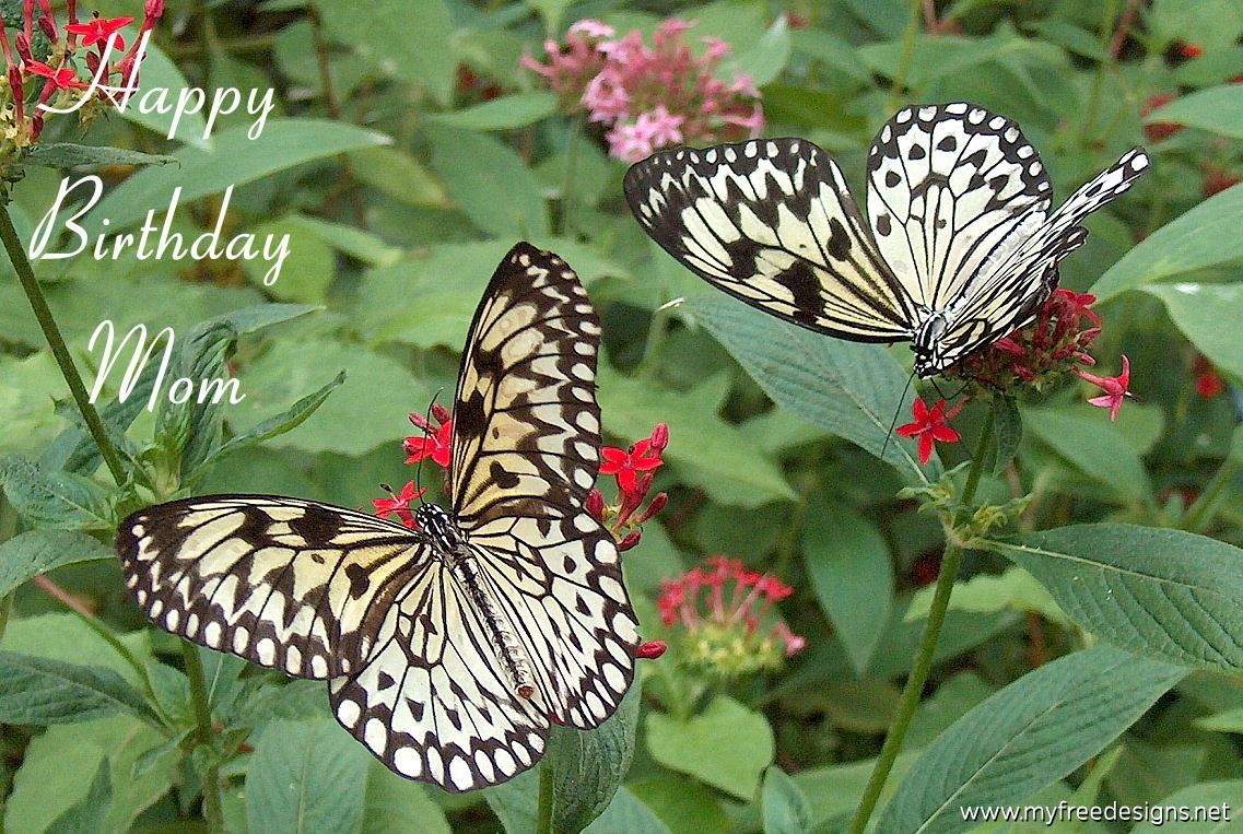 Happy Mom Birthday Photographic eCard Large Tree Nymph Butterfly