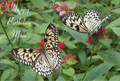 Happy Mom Birthday Photographic Greeting Card Large Tree Nymph Butterfly