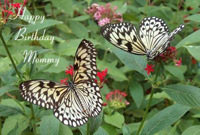 Happy Mommy Birthday Photographic Greeting Card Large Tree Nymph Butterfly