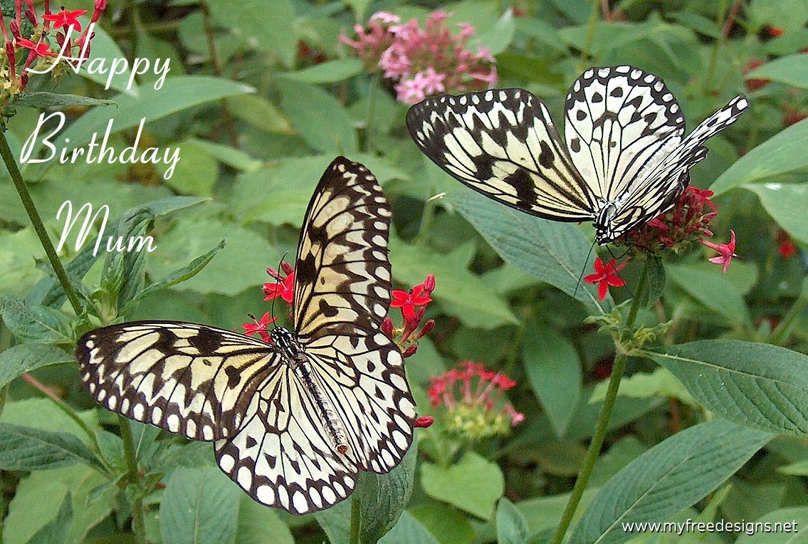 Happy Mum Birthday Photographic eCard Large Tree Nymph Butterfly