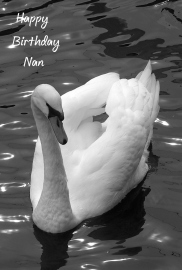 Happy Birthday Nan Photographic Greeting Card Swan