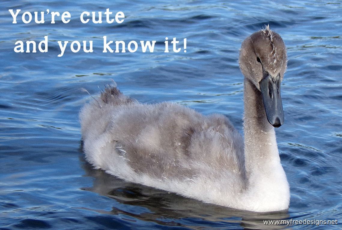 Humour Photographic eCard Cygnet