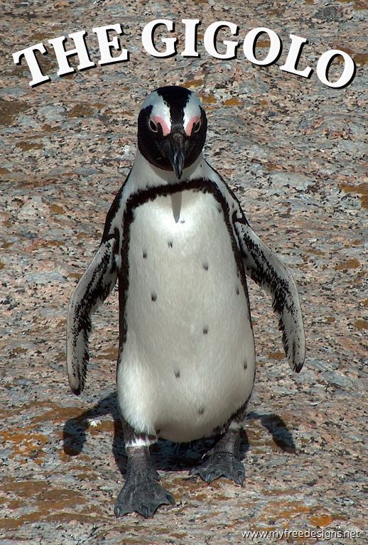 Humour Photographic eCard Penguin