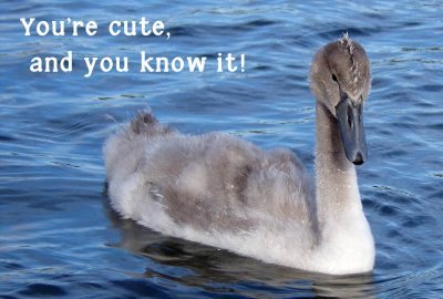 Humour Photographic Greeting Card Cygnet