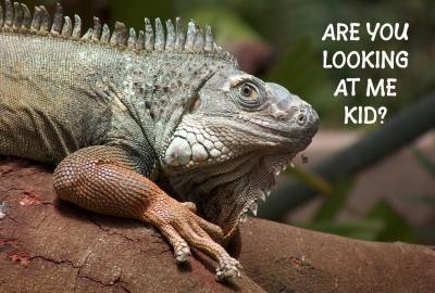 Humour Photographic Greeting Card Iguana