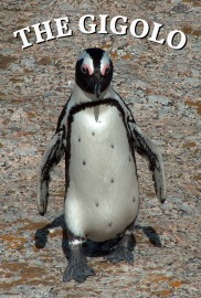 Humour Photographic Greeting Card Penguin