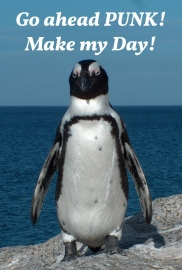 Humour Photographic Greeting Card Penguin