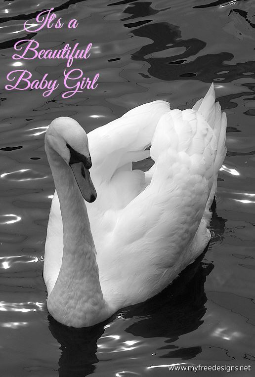 ongratulations It's a Beautiful Baby Girl Photographic eCard Swan