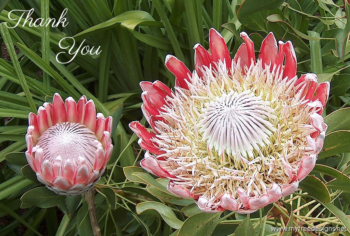 Thank You Photographic eCard Proteas