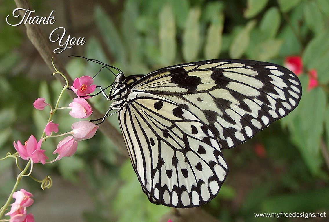 Thank You Photographic eCard Large Paper Nymph Butterfly