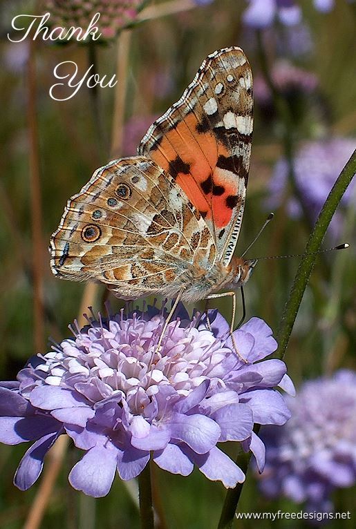 Thank You Photographic eCard Painted Lady Butterfly