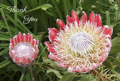 Thank You Photographic Greeting Card Proteas