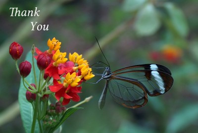 Thank You Photographic Greeting Card Glasswinged Butterfly