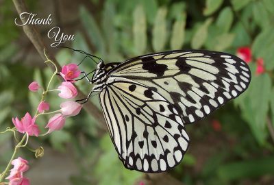 Thank You Photographic Greeting Card Large Paper Nymph Butterfly