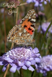 Thank You Photographic Greeting Card Painted Lady Butterfly